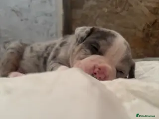 American Bully dogs Pocket bully puppies Merle fawn pied tri - Advert 8