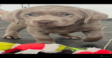 Labrador Retriever dogs - Advert 3