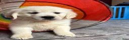 Golden Retriever dogs for sale: Seriously chunky & Fluffy babies - Advert 5