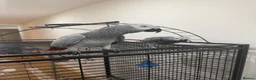 Parrots birds for sale: Breeding pair of African greys in Stockton-on-Tees - Advert 2