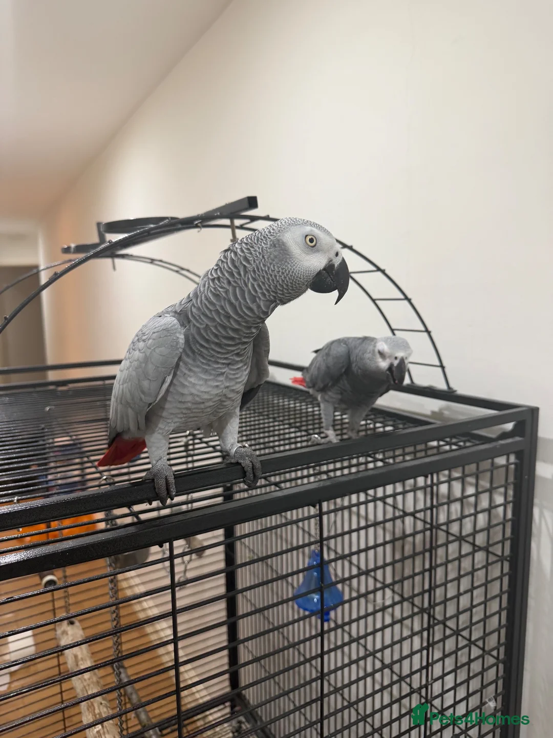 Parrots birds for sale: Breeding pair of African greys in Stockton-on-Tees - Advert 2
