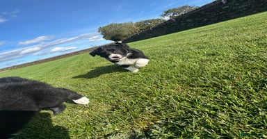 Border Collie dogs - Advert 15