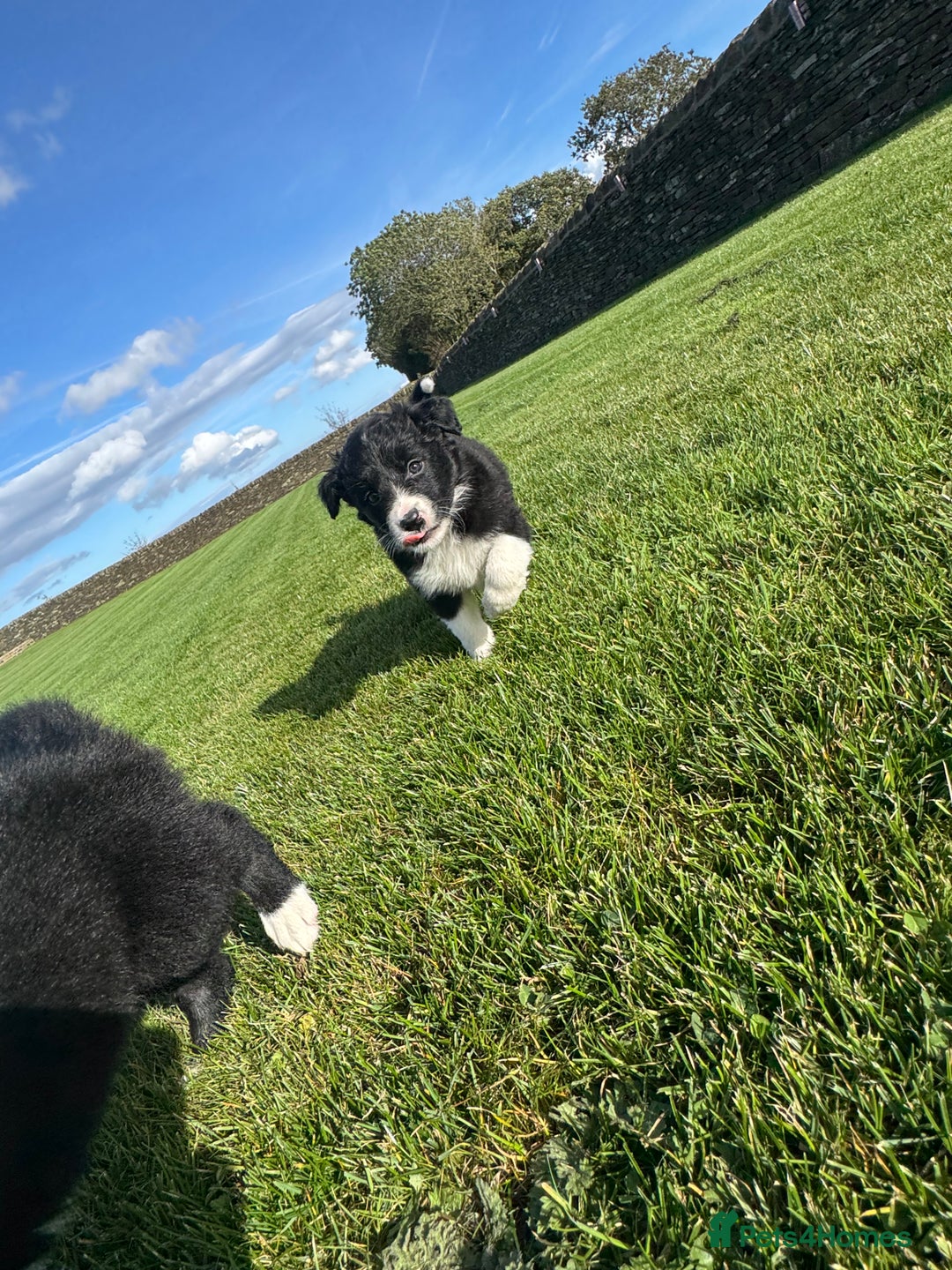 Border Collie dogs for sale: Superb litter of purebred Border Collie puppies  - Image 3