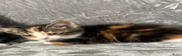 Mixed Breed cats for sale: BENGAL X TABBY FEMALE KITTEN in Walsall - Advert 16