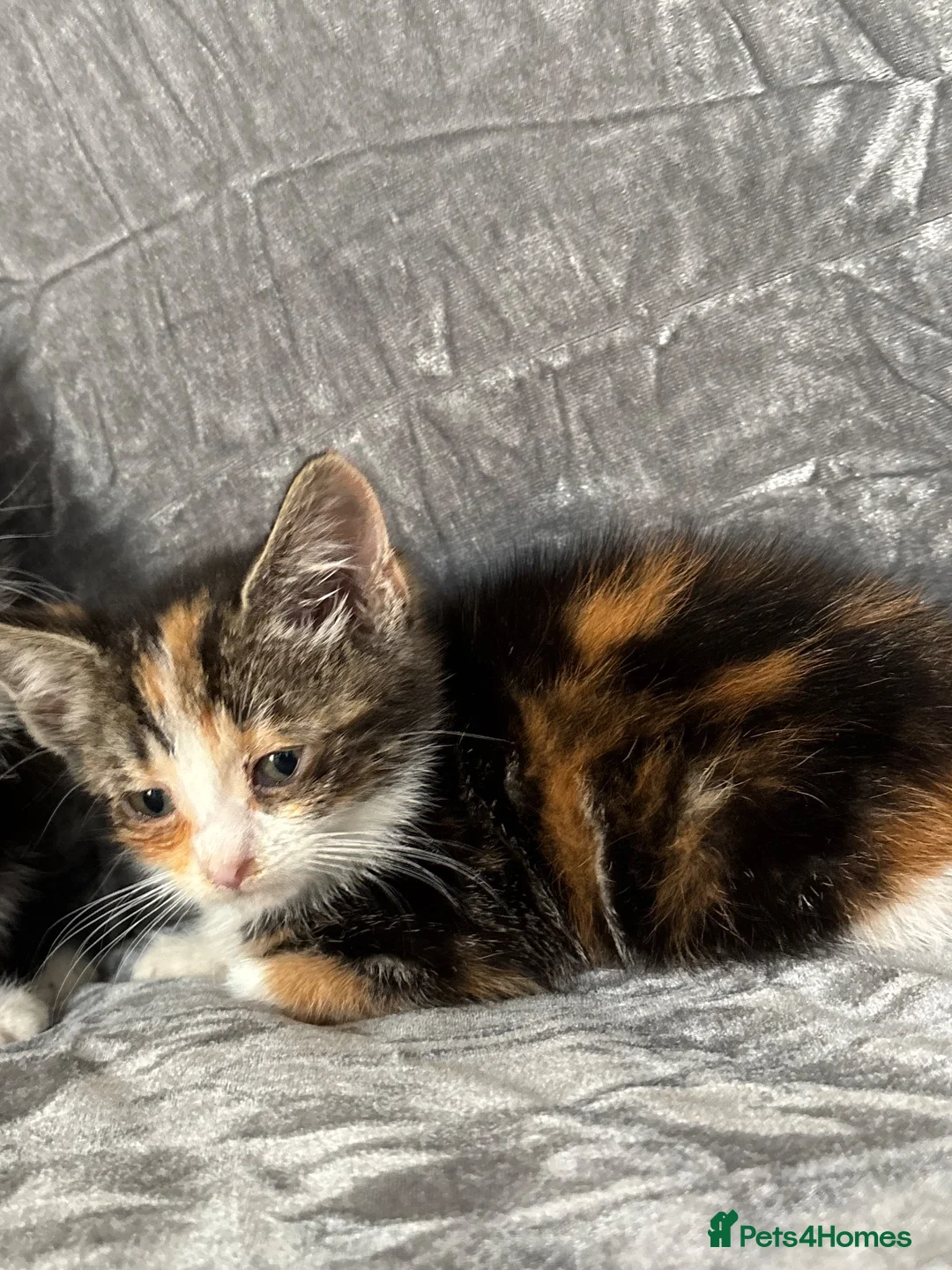 Mixed Breed cats for sale: BENGAL X TABBY FEMALE KITTEN in Walsall - Advert 16