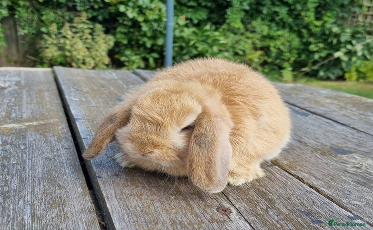Mini Lop rabbits for sale - Advert 1