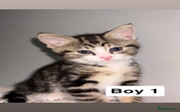Domestic Shorthair cats for sale: Beautiful Tabby Kittens Possible Norwegian Forest - Image 2