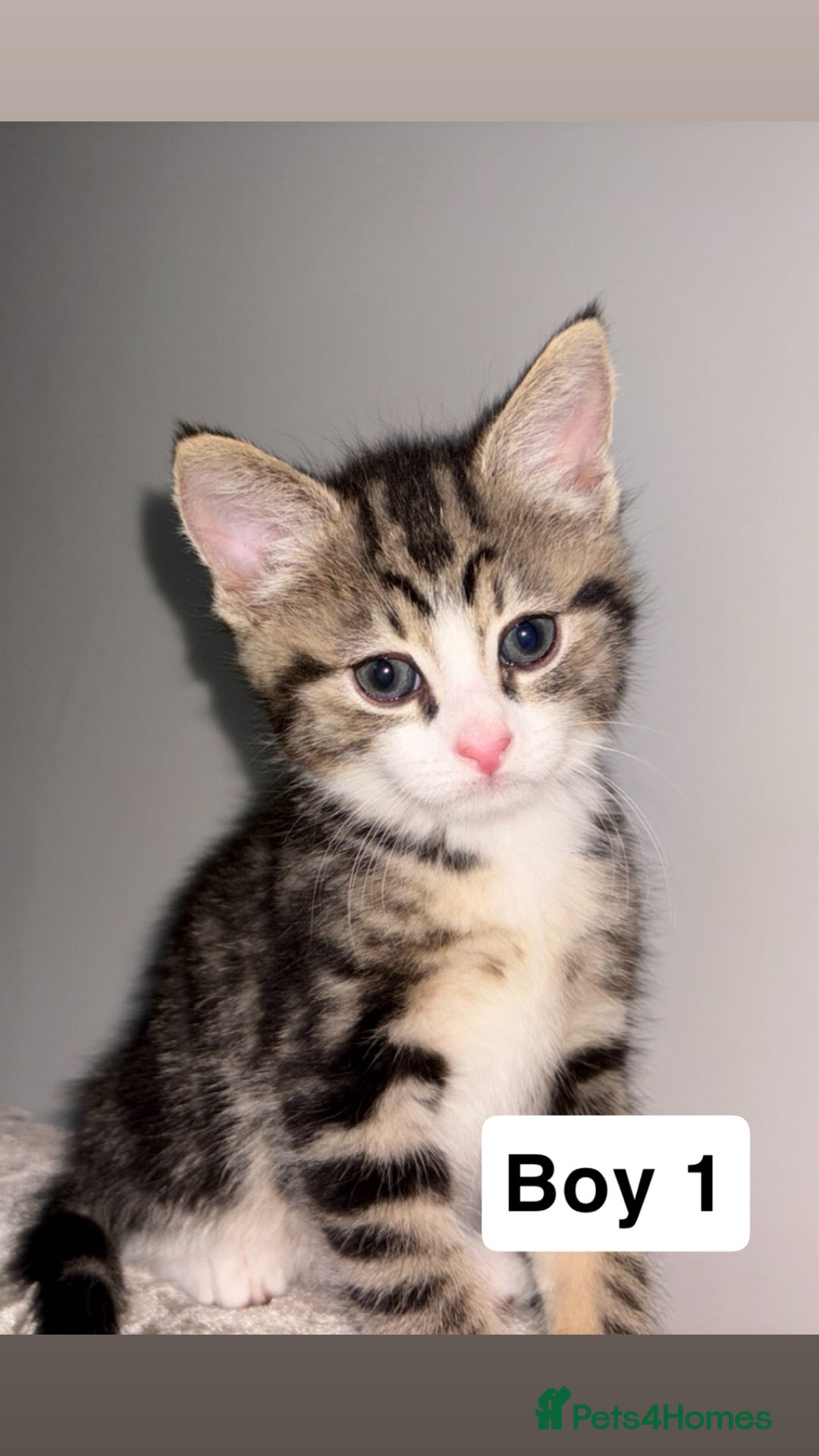 Domestic Shorthair cats for sale: Beautiful Tabby Kittens Possible Norwegian Forest - Image 2