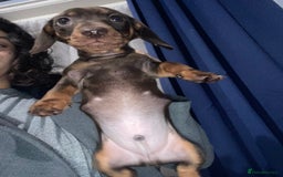 Miniature Dachshund dogs for sale: Two stunning miniature dachshunds lefts - Advert 10