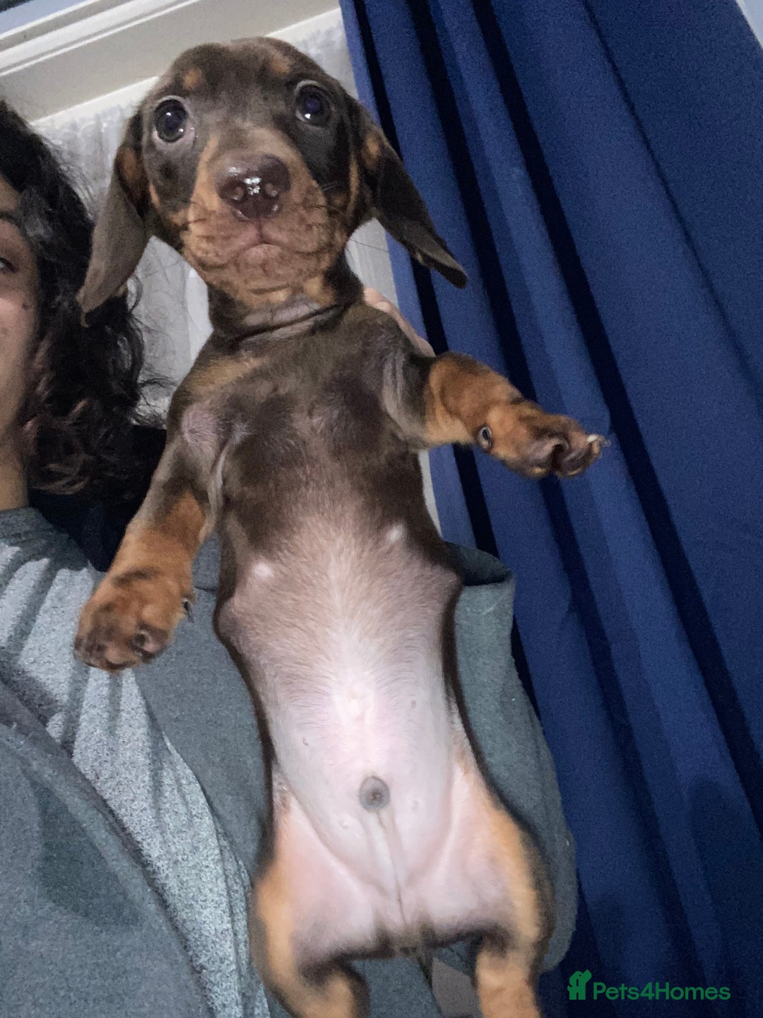 Miniature Dachshund dogs for sale: Two stunning miniature dachshunds lefts - Advert 10