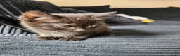 Ragdoll cats for sale: 3 kittens - Advert 2
