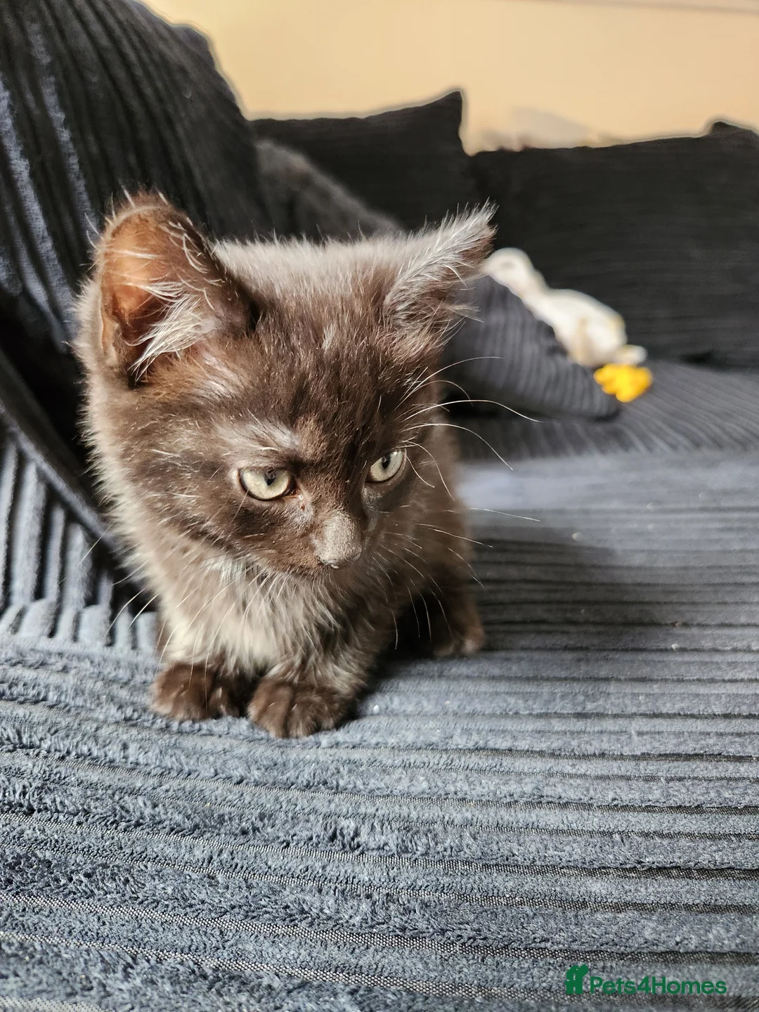 Ragdoll cats for sale: 3 kittens - Advert 2
