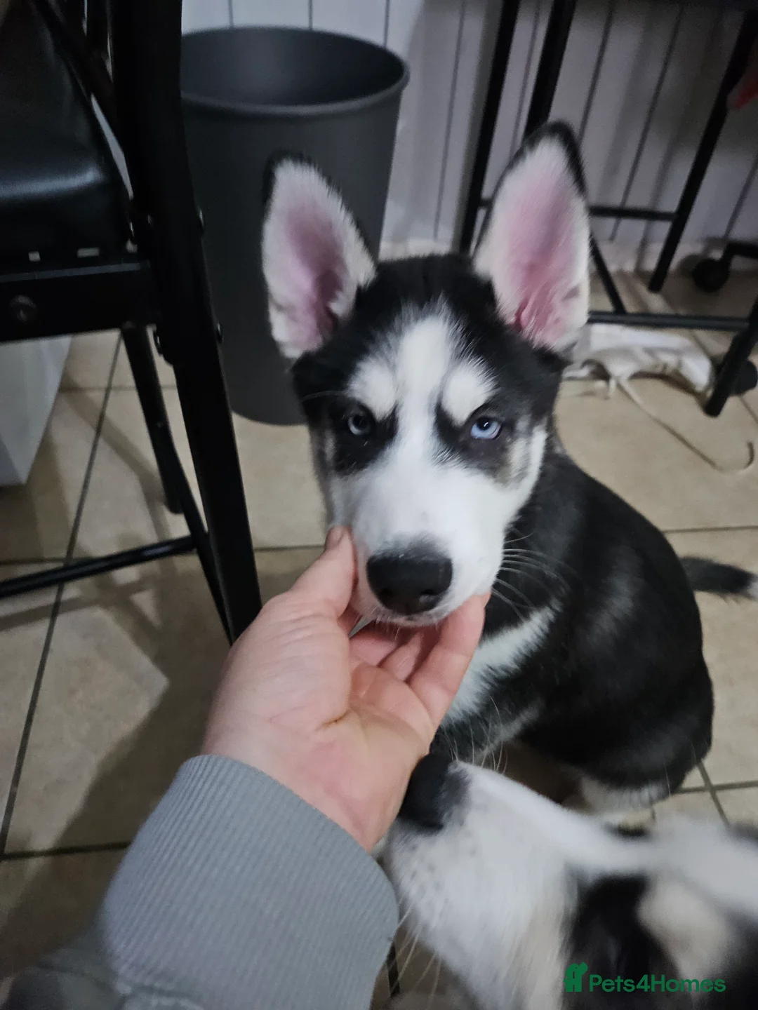 Siberian Husky dogs for sale: Girls  - Advert 10