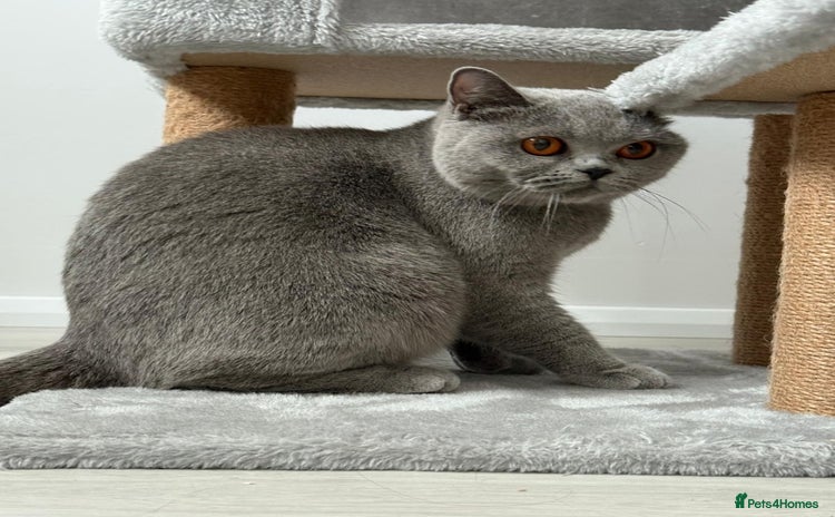 British Shorthair cats - Advert 2