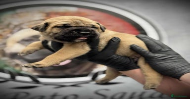 Cane Corso dogs - Advert 10