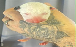 English Bull Terrier dogs for sale: English bull terrier puppies  - Advert 2