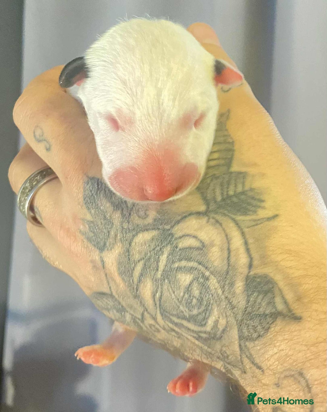 English Bull Terrier dogs for sale: English bull terrier puppies  - Advert 2