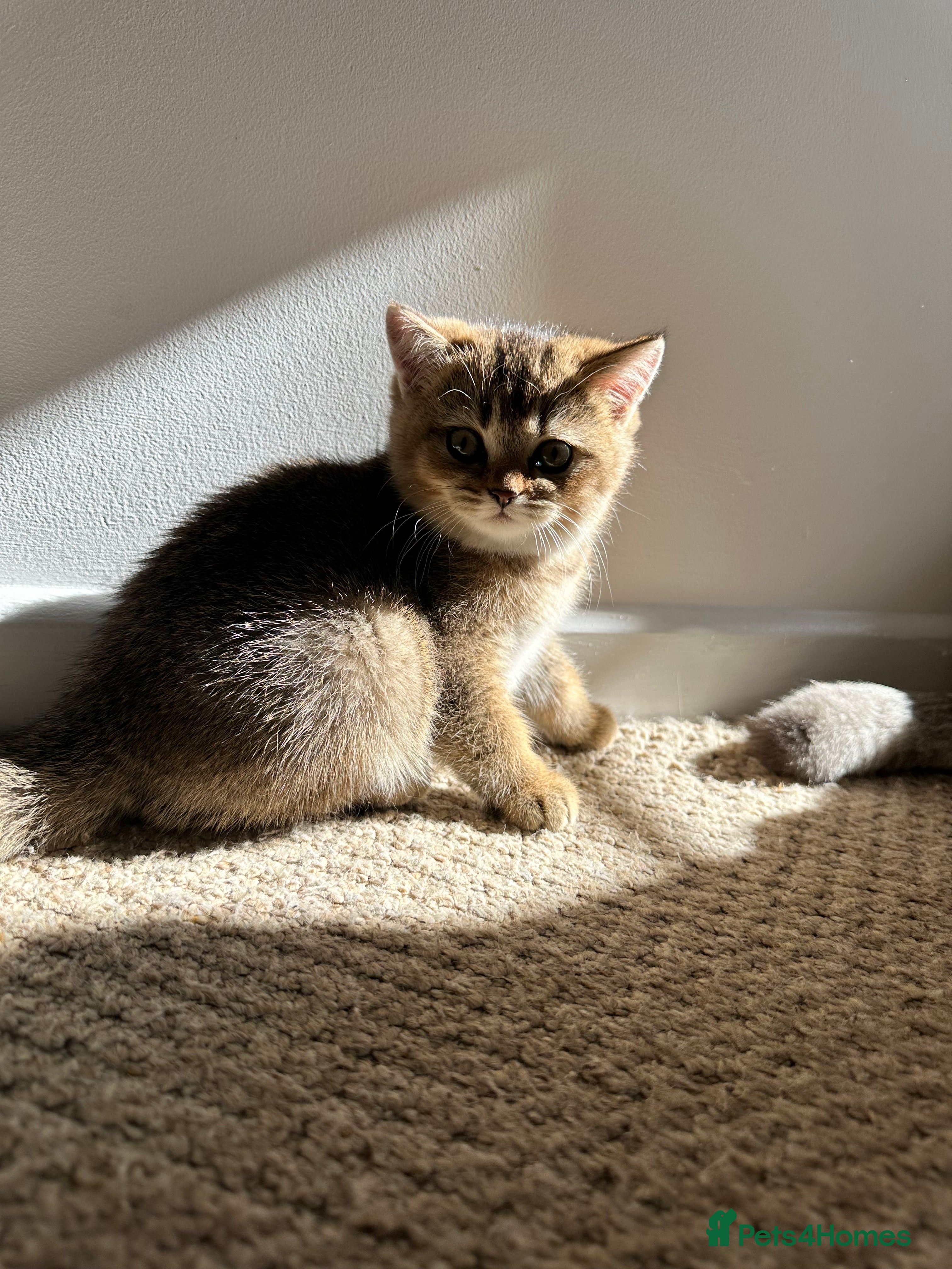 Mixed Breed cats for sale: British Shorthairs x Scottish Fold Kittens - Advert 3