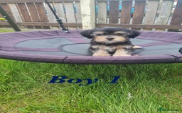 Shorkie dogs for sale: 4 beautiful shorkie pups fully vaccinated  - Image 3