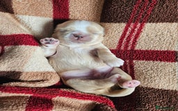 Shih Tzu dogs for sale: Quality Imperial Shih tzu babies - Advert 13