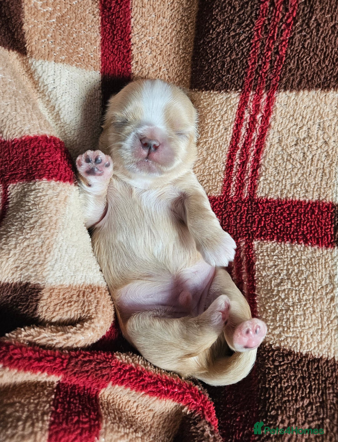 Shih Tzu dogs for sale: Quality Imperial Shih tzu babies - Advert 13