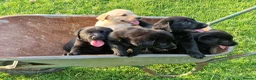 Labrador Retriever dogs for sale: 5 beautiful labrador pups looking forever homes  - Advert 19