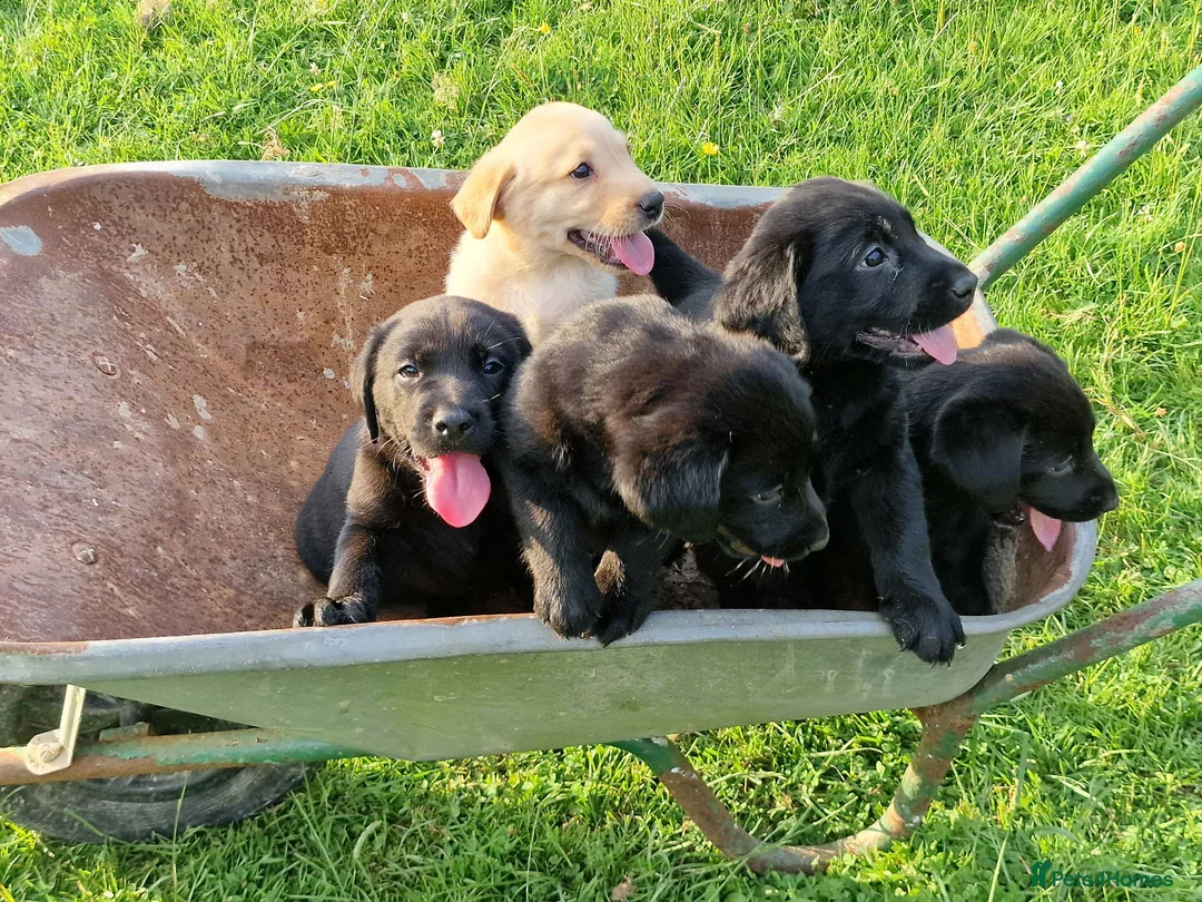 Labrador Retriever dogs for sale: 5 beautiful labrador pups looking forever homes  - Advert 19