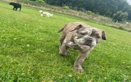 Olde English Bulldogge dogs for sale: Dior the Olde English Bulldogge - Image 4