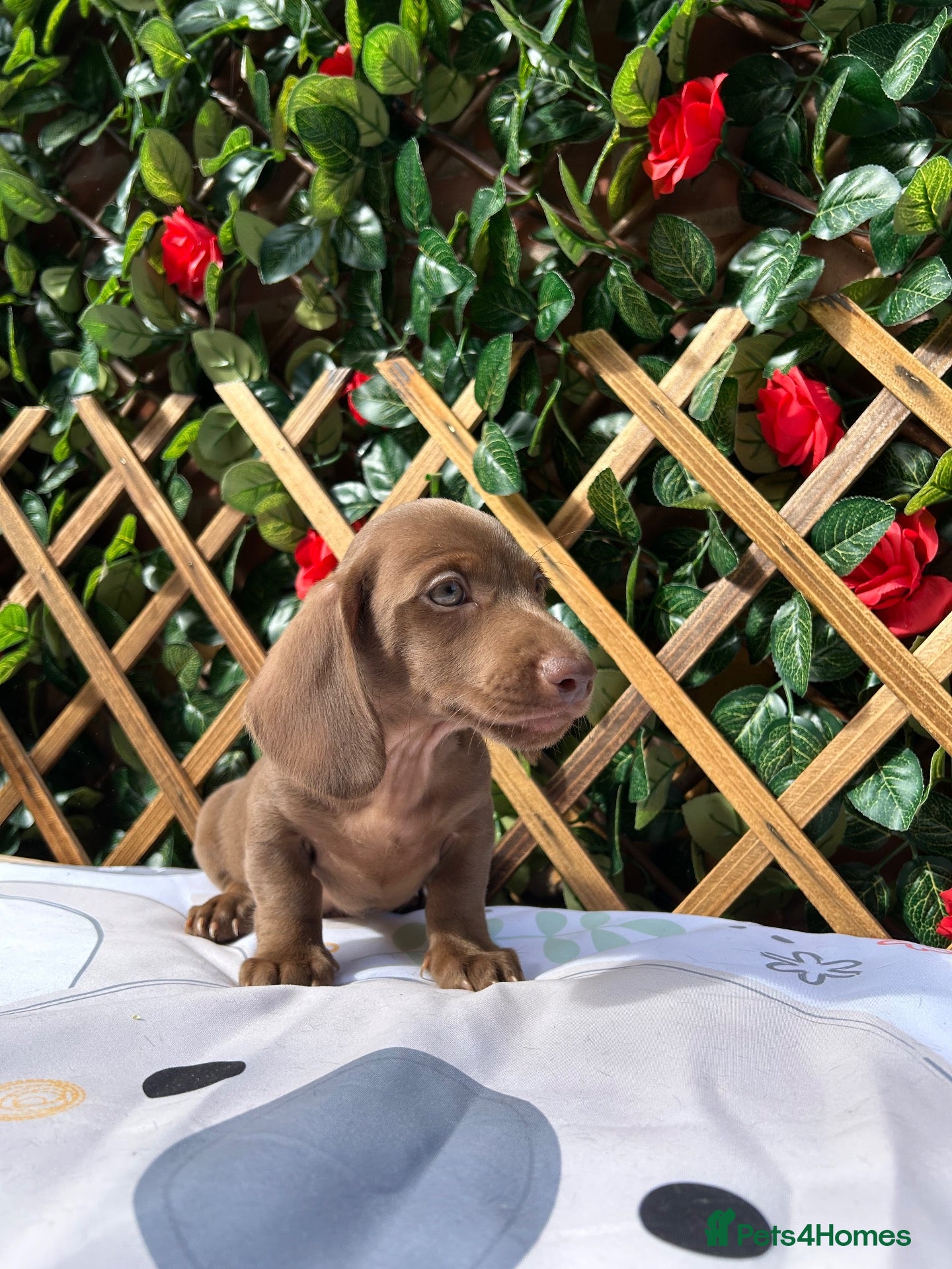 Miniature Dachshund dogs READY NOW SOLID COLOURS MINI DAXI KC PRA CLR - Advert 2