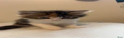 Mixed Breed cats for sale: Kittens for sale  in Birmingham - Advert 2