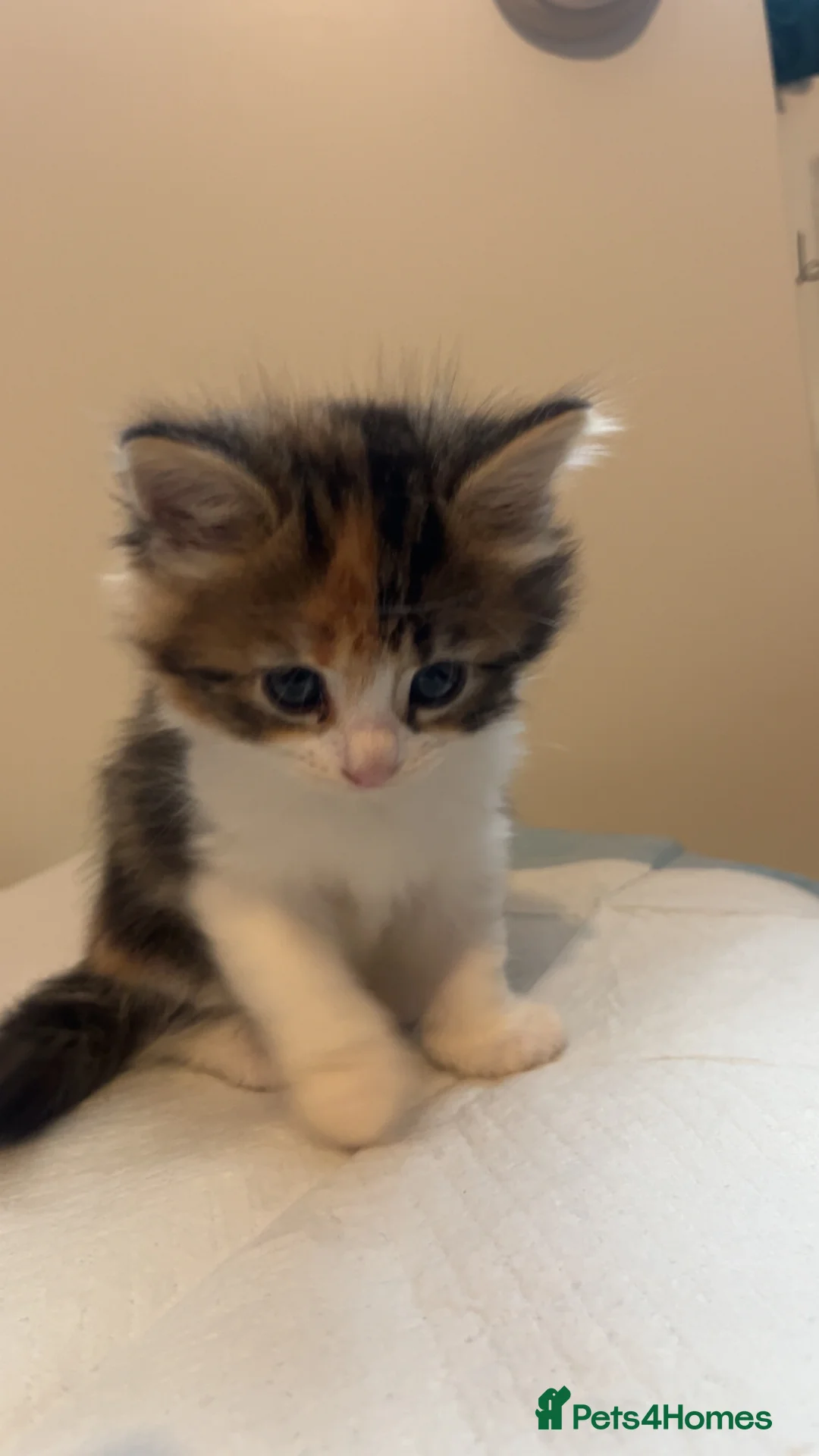 Mixed Breed cats for sale: Kittens for sale  in Birmingham - Advert 2