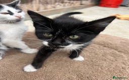 British Shorthair cats for sale: British short haired kittens - Image 8