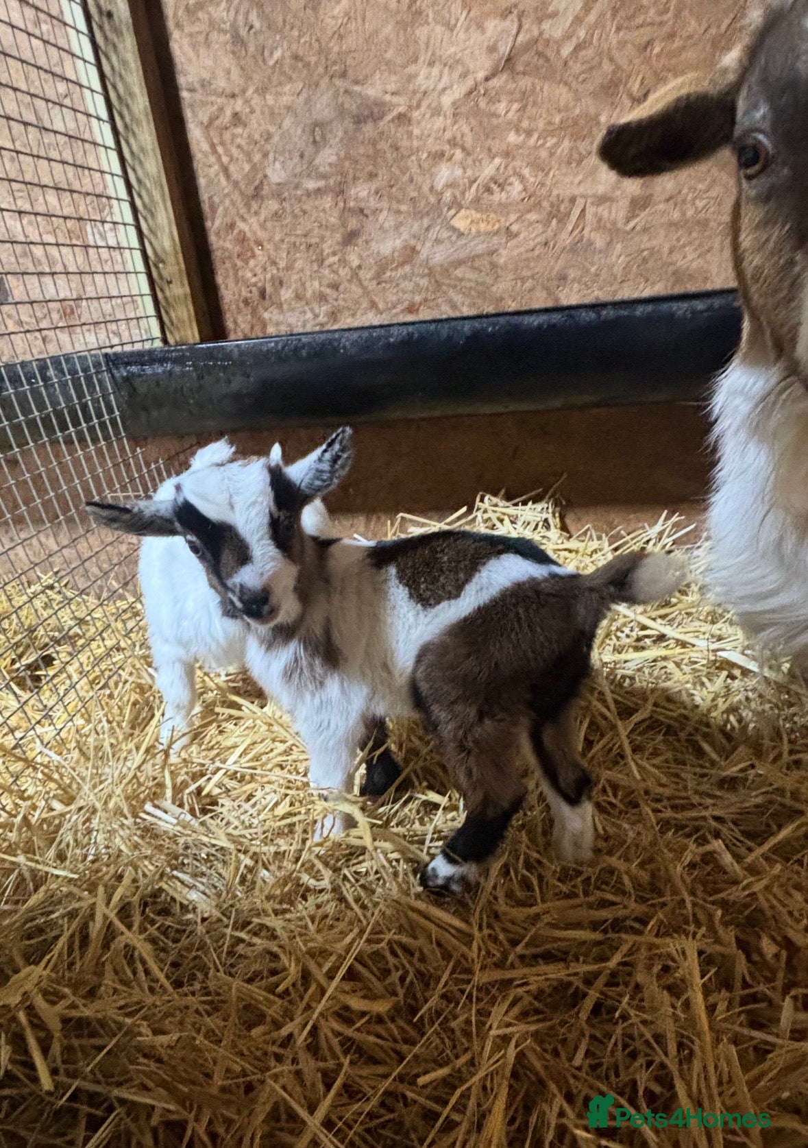 Goats livestock Gorgeous Pygmy Goat Kids Wethers and Nannies  - Advert 1