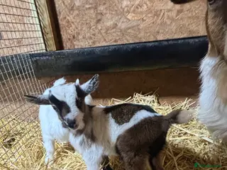 Goats livestock Gorgeous Pygmy Goat Kids Wethers and Nannies - Advert 1