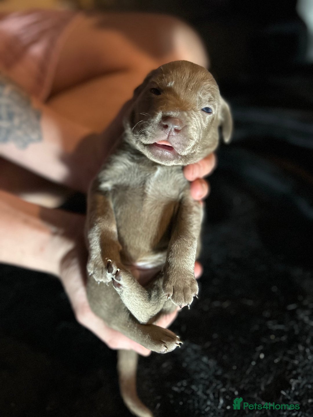 Mixed Breed dogs for sale: Staffadors staffy x labs  - Advert 17