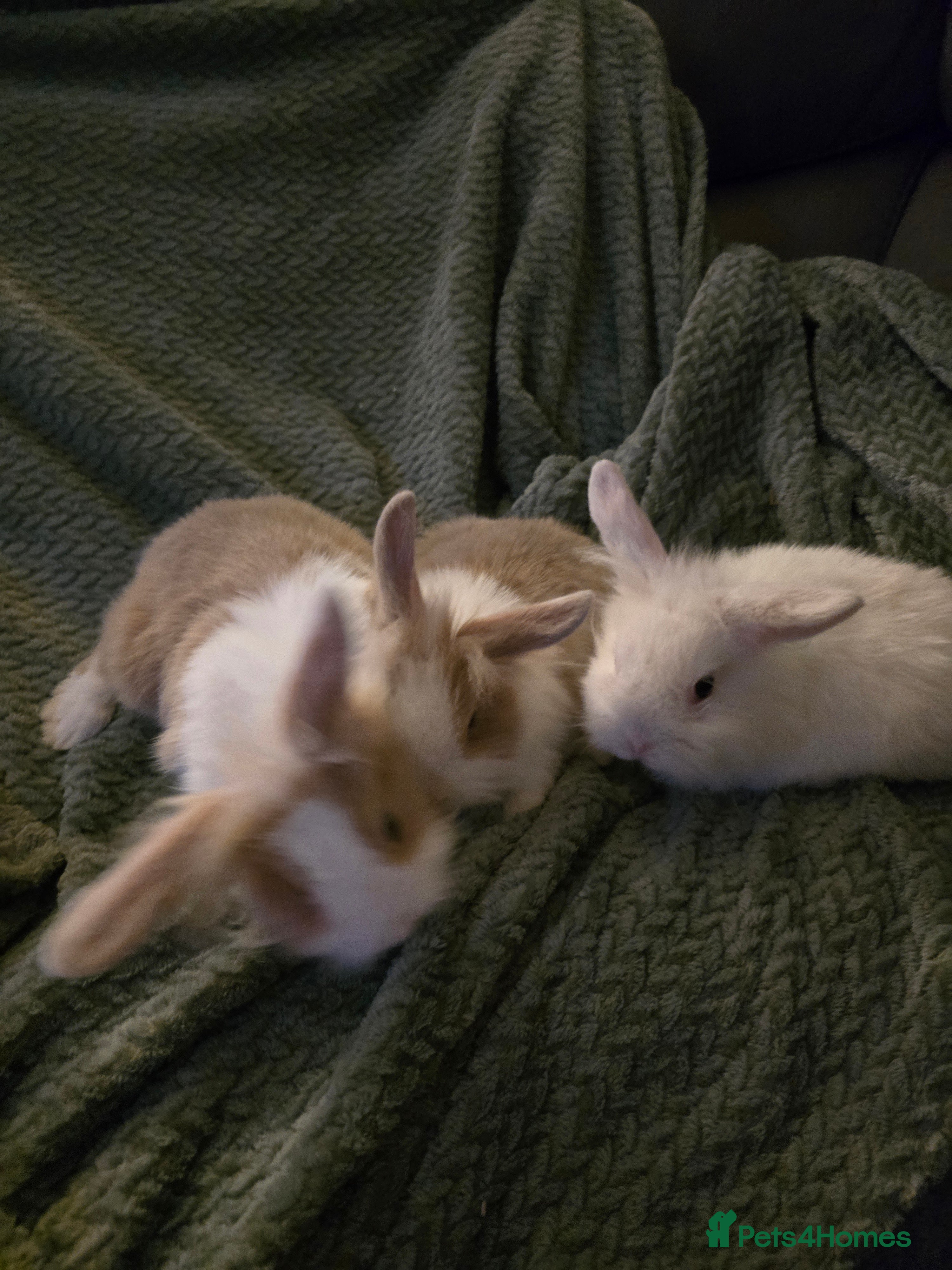 Mixed Breed rabbits Rabbits for sale.  - Advert 13