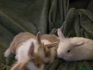 Mixed Breed rabbits Rabbits for sale. - Advert 12