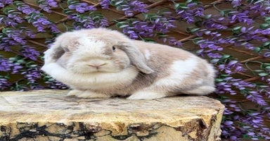 Mini Lop rabbits Mini lop  - Advert 4