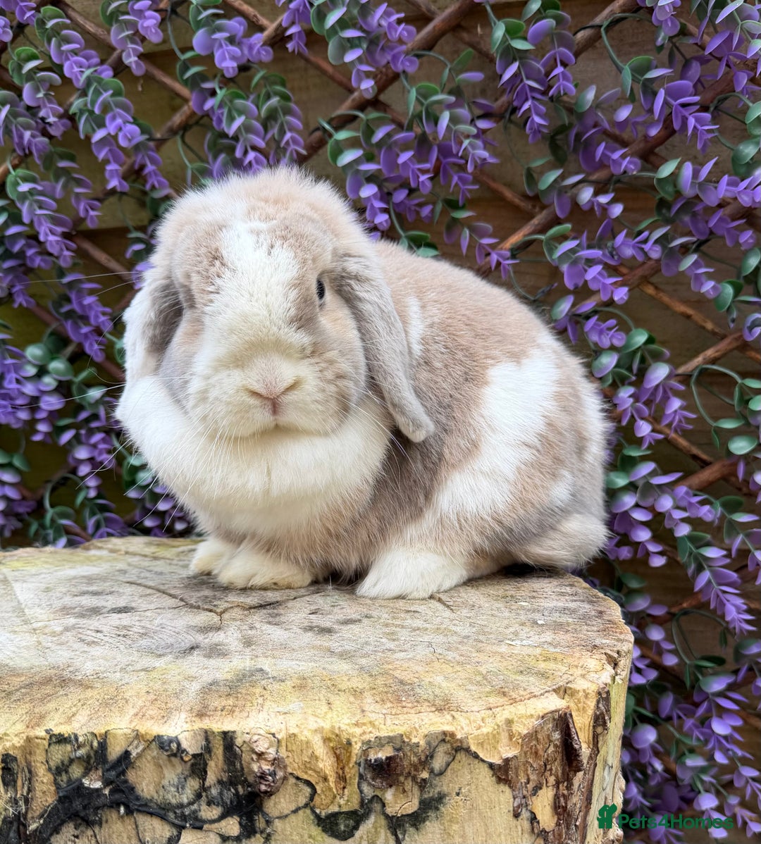 Mini Lop rabbits for sale: Mini lop  - Advert 3