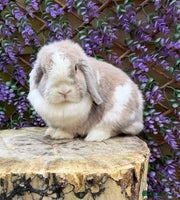 Mini Lop rabbits Mini lop - Advert 4