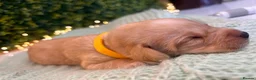 Labrador Retriever dogs for sale: Health-Tested Labrador Pups | 5-Star Breeder - Advert 31