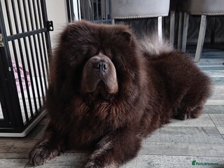 Chow Chow dogs - Advert 25