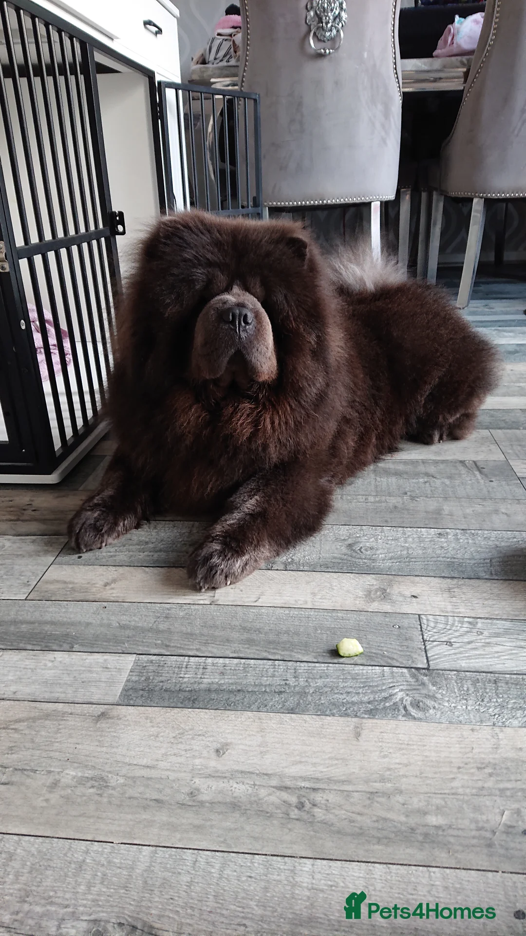 Chow Chow dogs for stud: 💙 Blue Kc chow chow Stud🔥💙🔥 - Advert 1