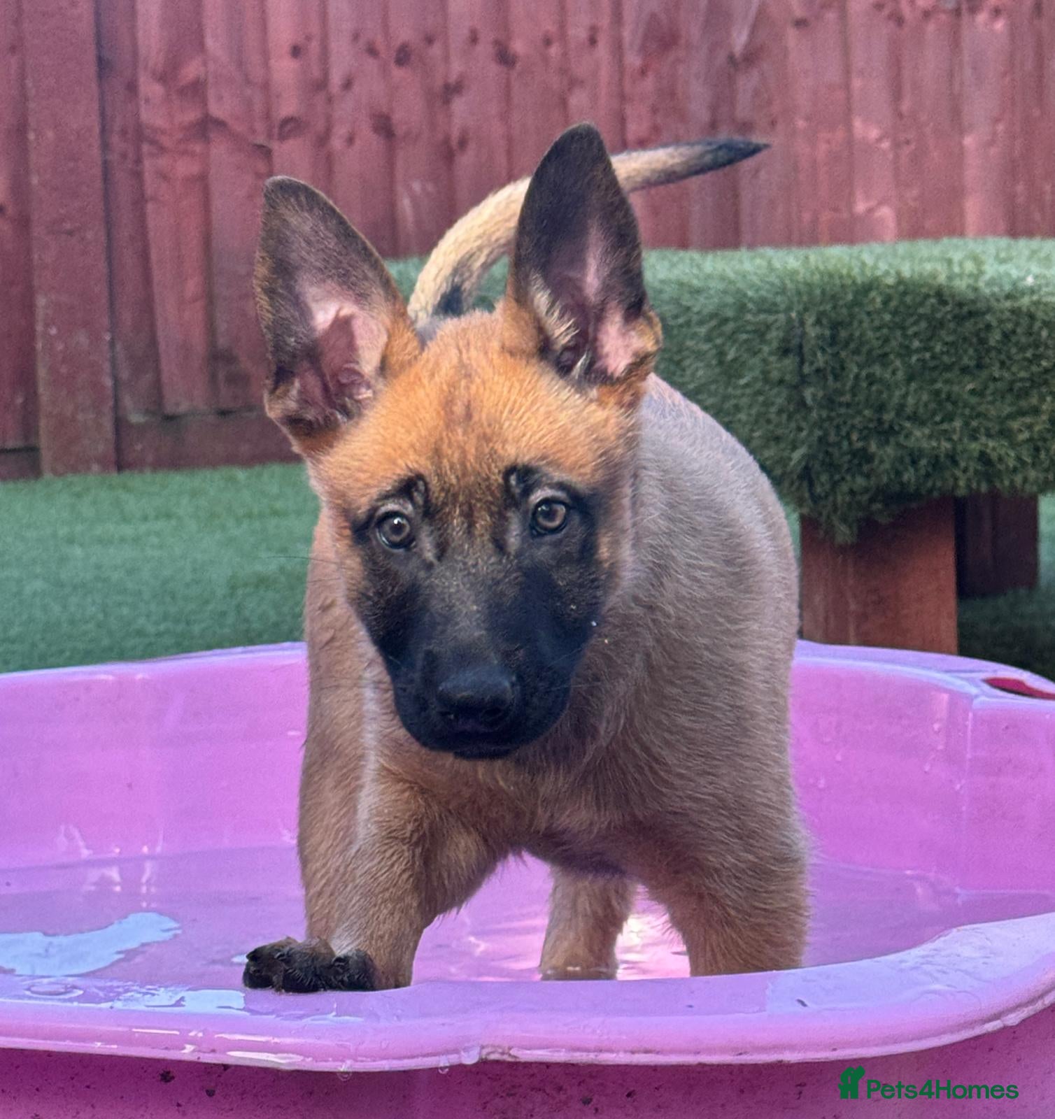 Belgian Shepherd Dog dogs 2 Girls Left READY NOW Belgian Malinois Pups  - Advert 1