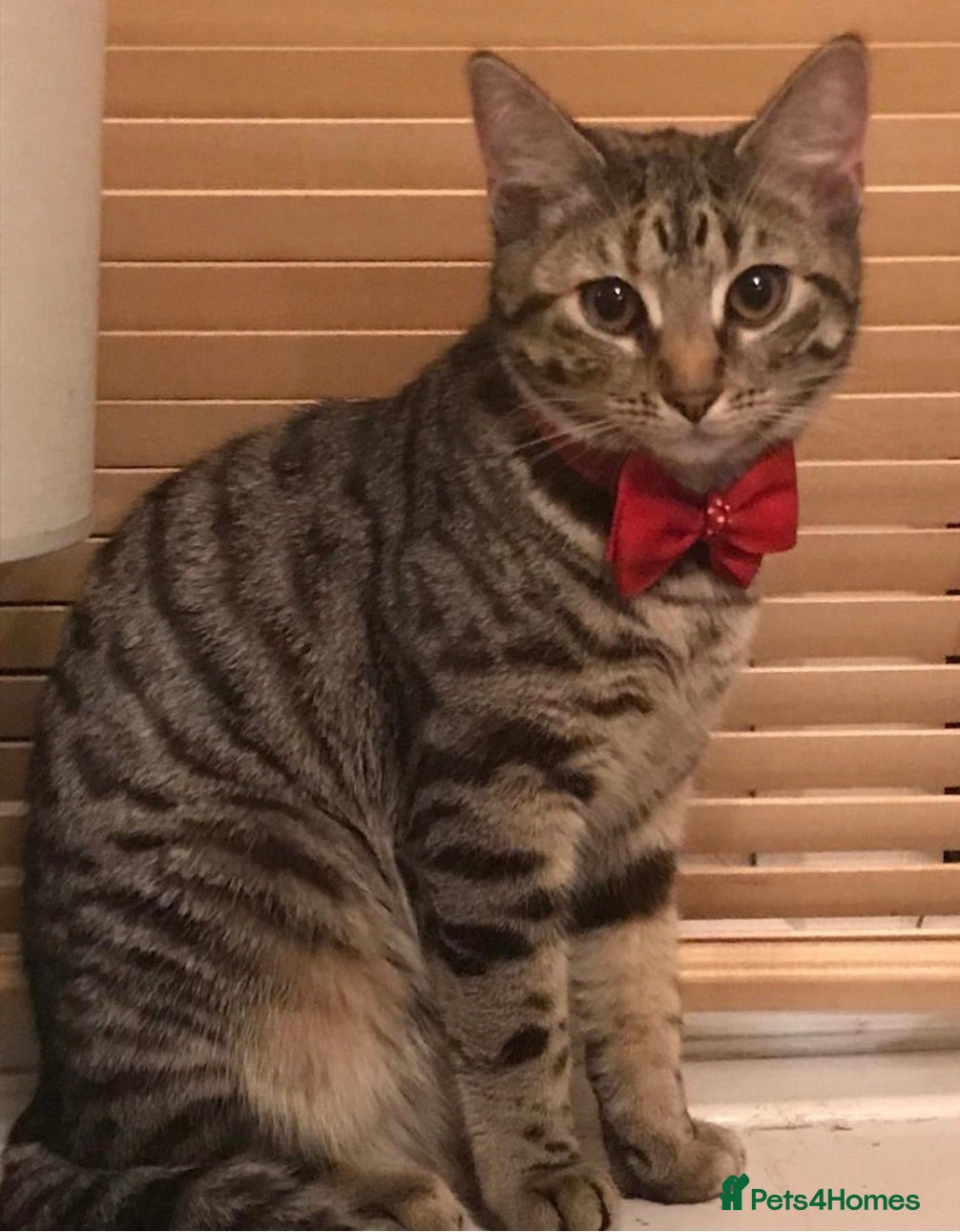 Domestic Shorthair cats Beautiful kittens for sale❤️ - Advert 1