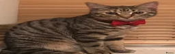 Domestic Shorthair cats for sale: Beautiful kittens for sale❤️ in Newent - Advert 1