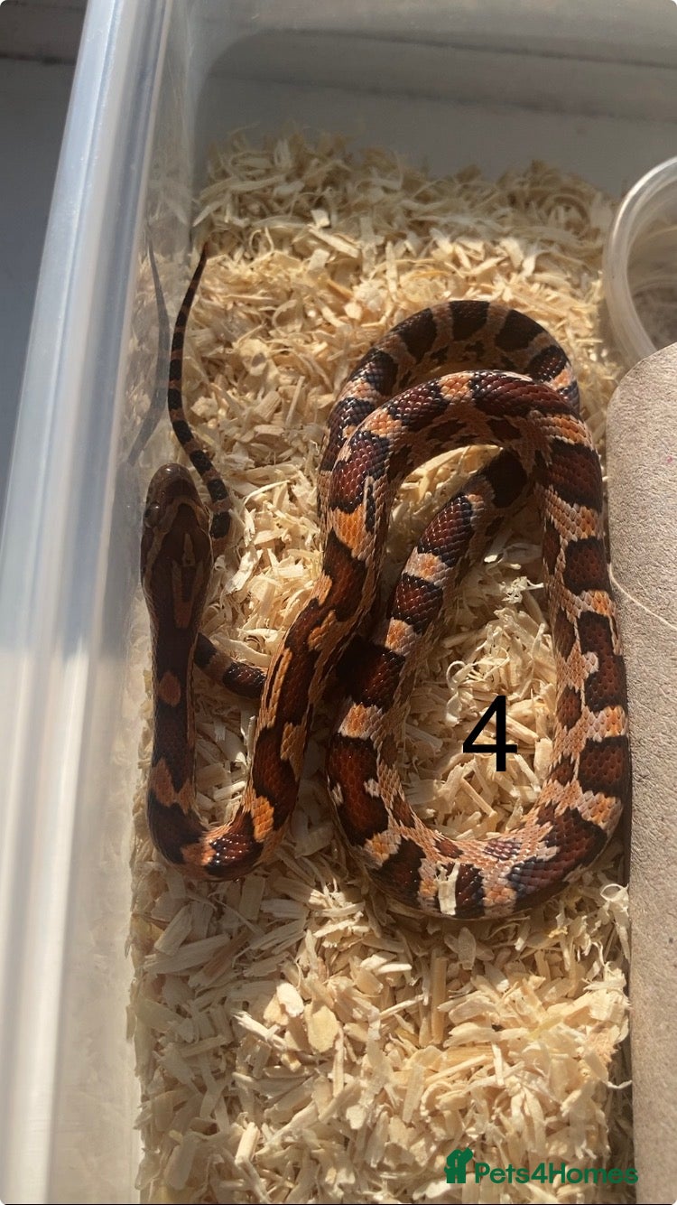 Corn Snake reptiles Very Tame Baby corn snakes - Advert 11