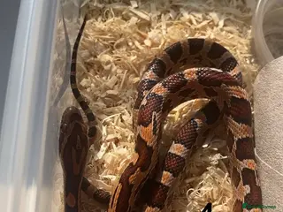Corn Snake reptiles Very Tame Baby corn snakes - Advert 11