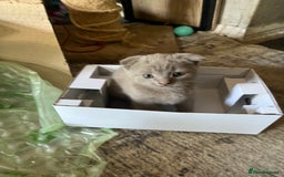 Scottish Fold cats for sale: Scottish fold kittens for sale  - Image 24