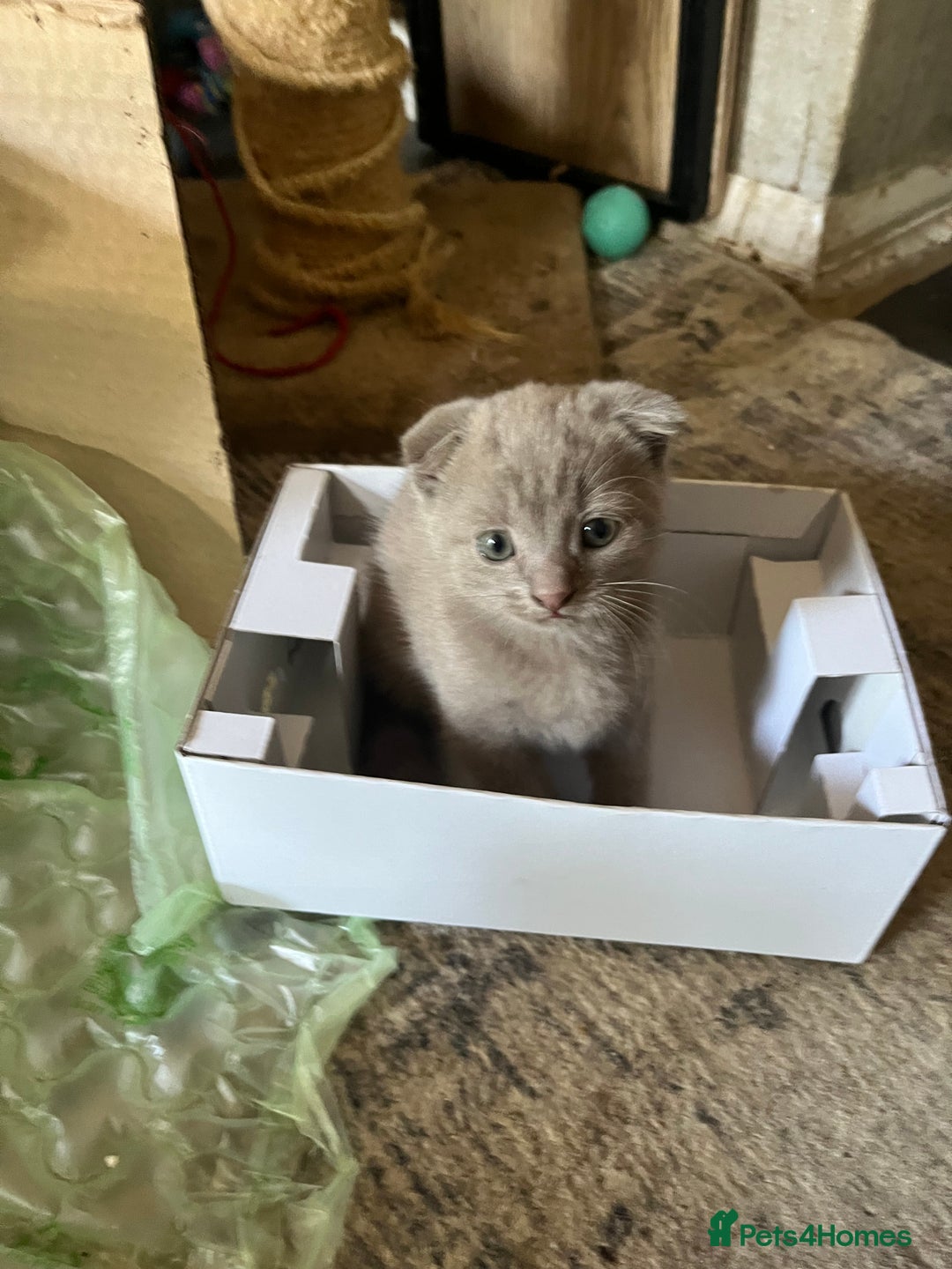 Scottish Fold cats for sale: Scottish fold kittens for sale  - Image 24